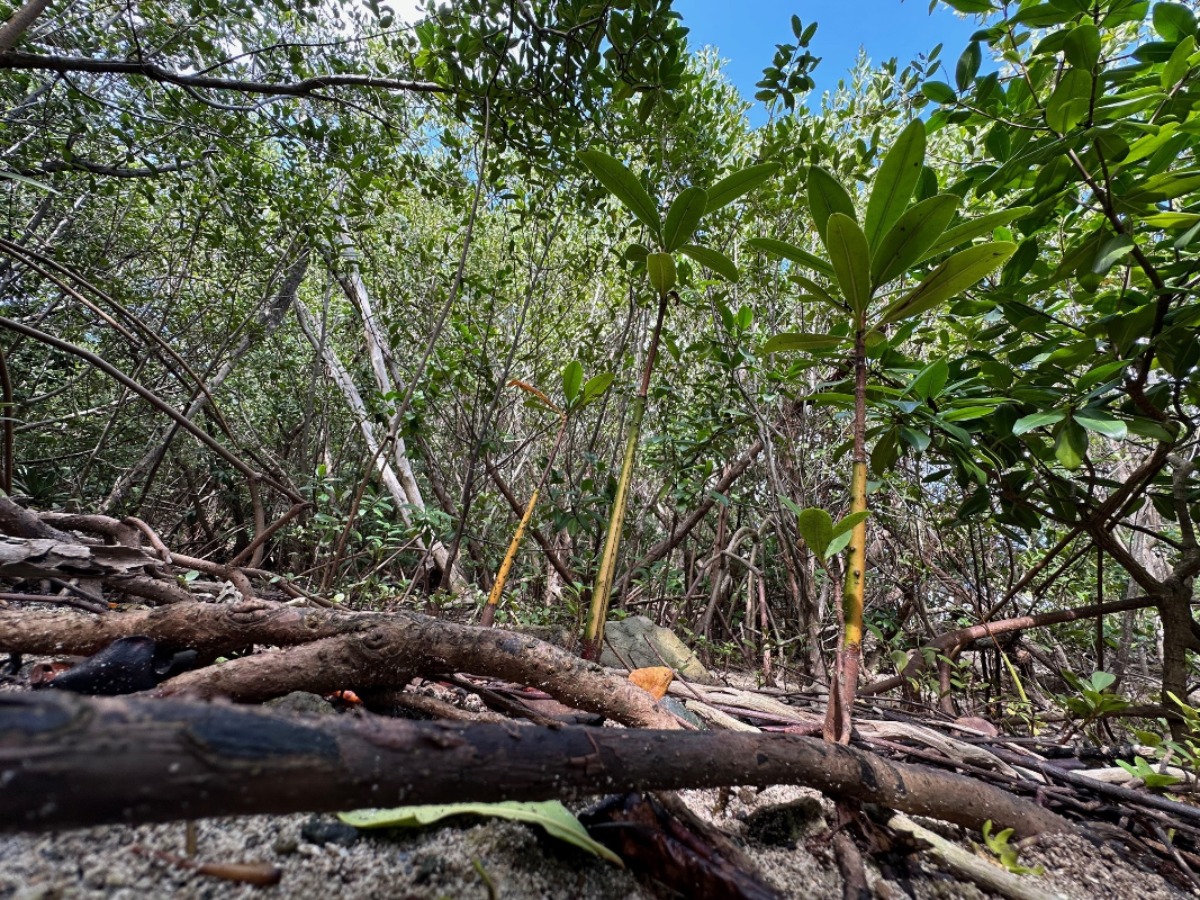 25_079_mangroves