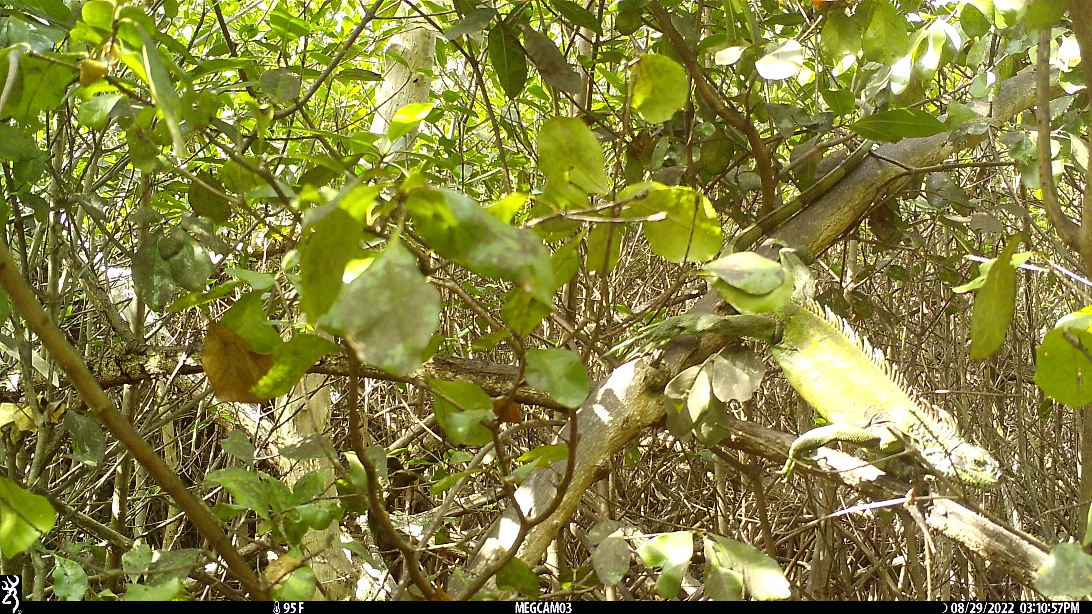 Iguana