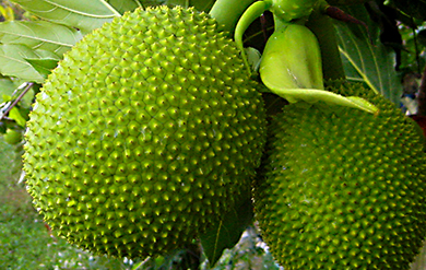 The Breadfruit is one of the highest producing food plants in the world.
