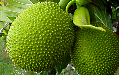 pic of breadfruit