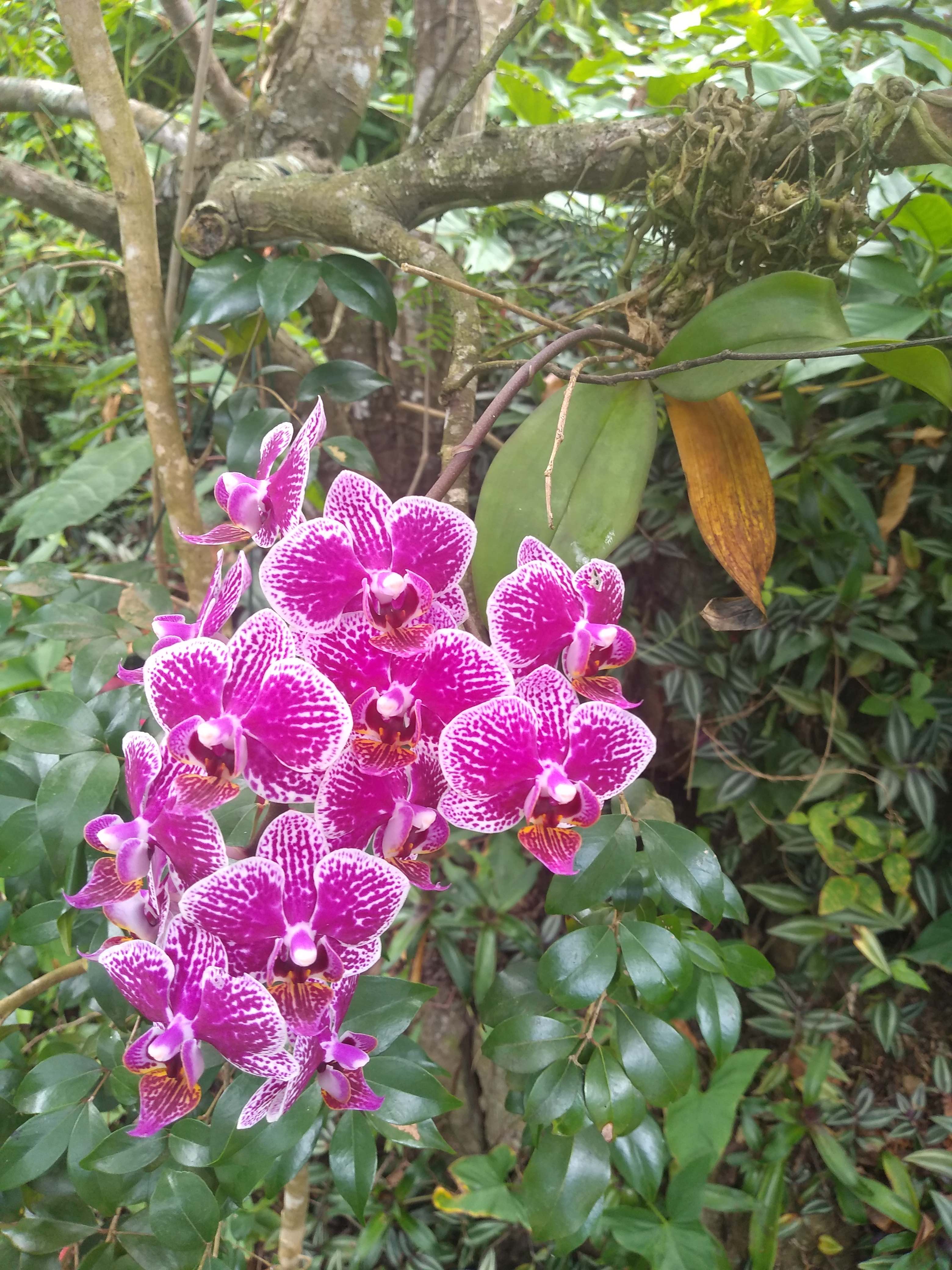 Orchid