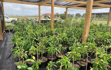 Island Spirit Fund and UVI CGTC bring fruit trees to farmers and the community to enhance food security.