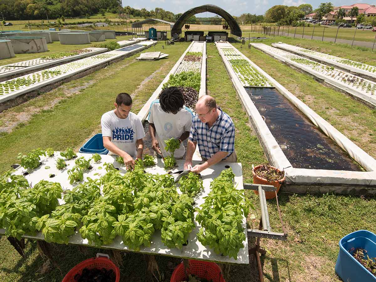 Agriculture