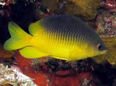 Damselfish