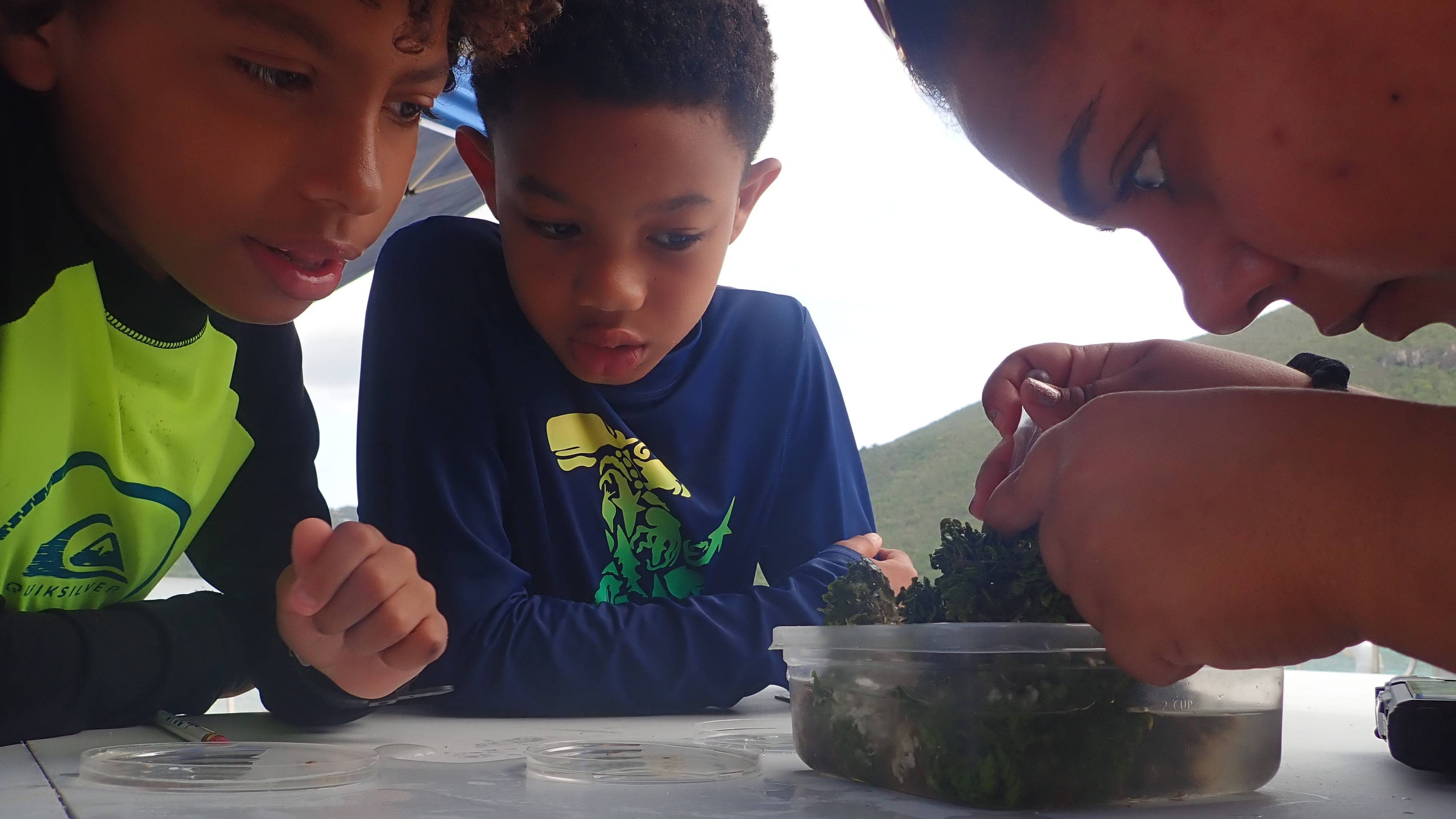 Students teasing through algae to observe marine invertebrates.
