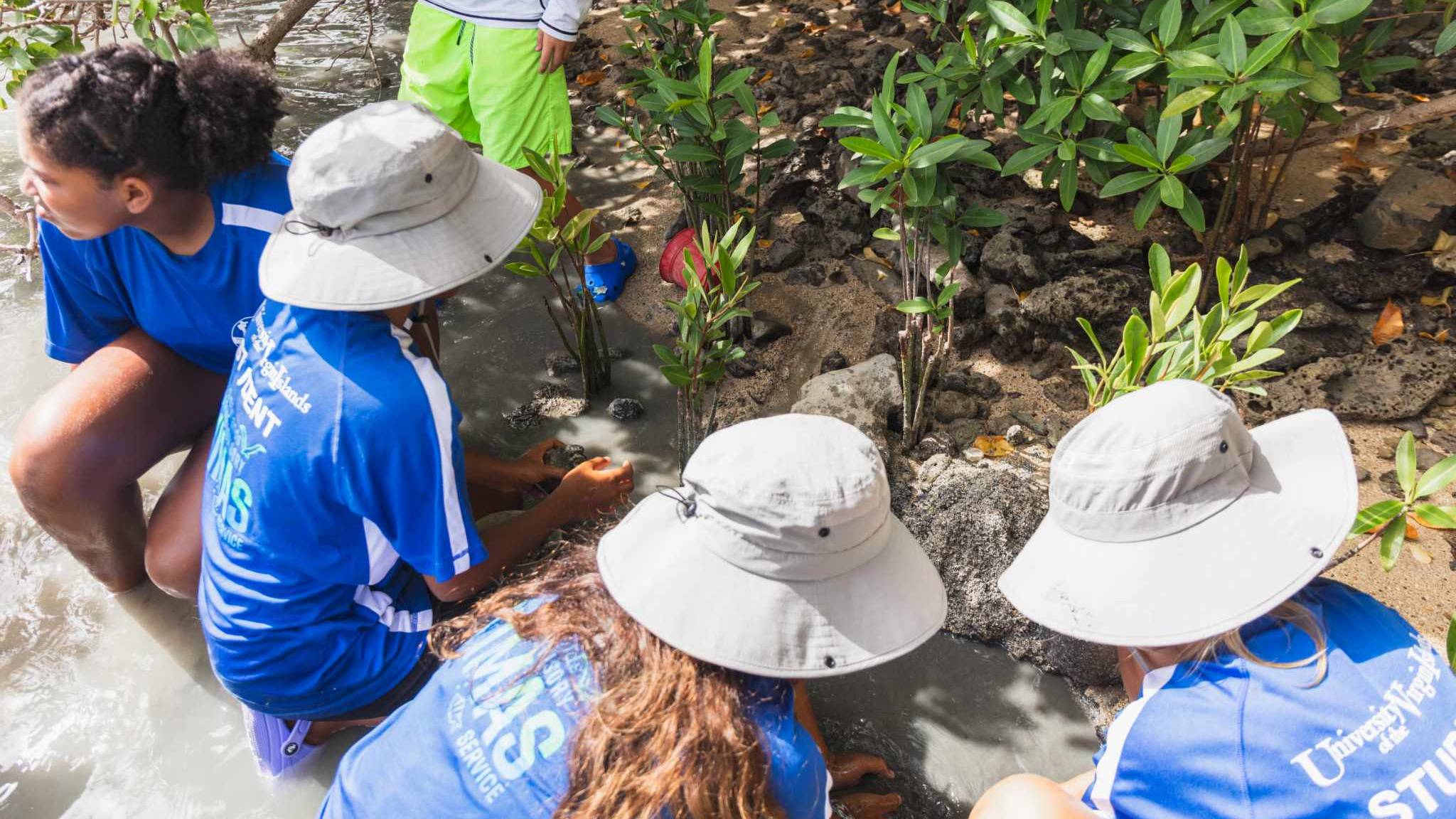 Students planting mangroves