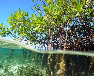 Healthy Coastal Ecosystems 