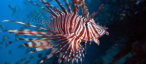 photo of a Lionfish