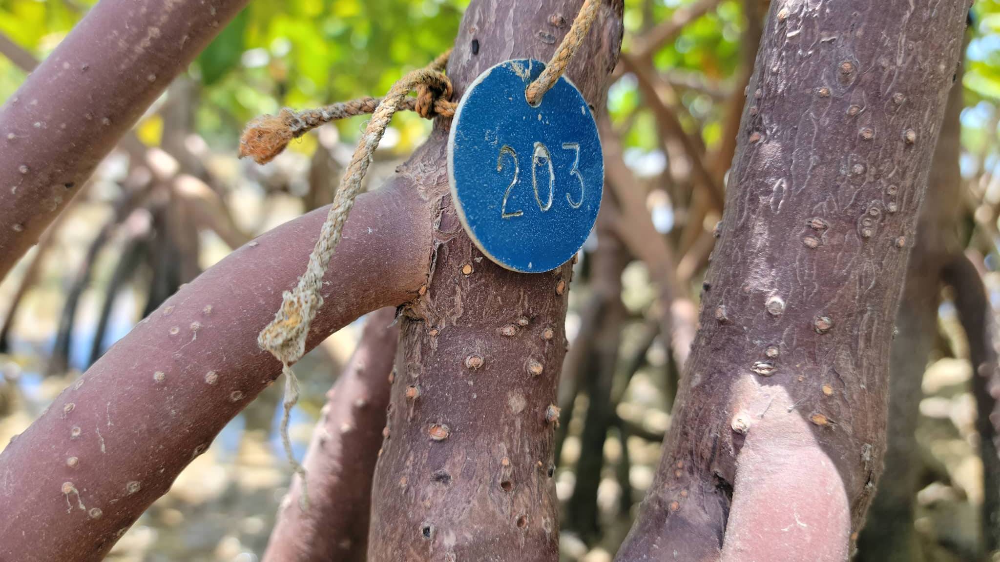 Mangroves with number tags