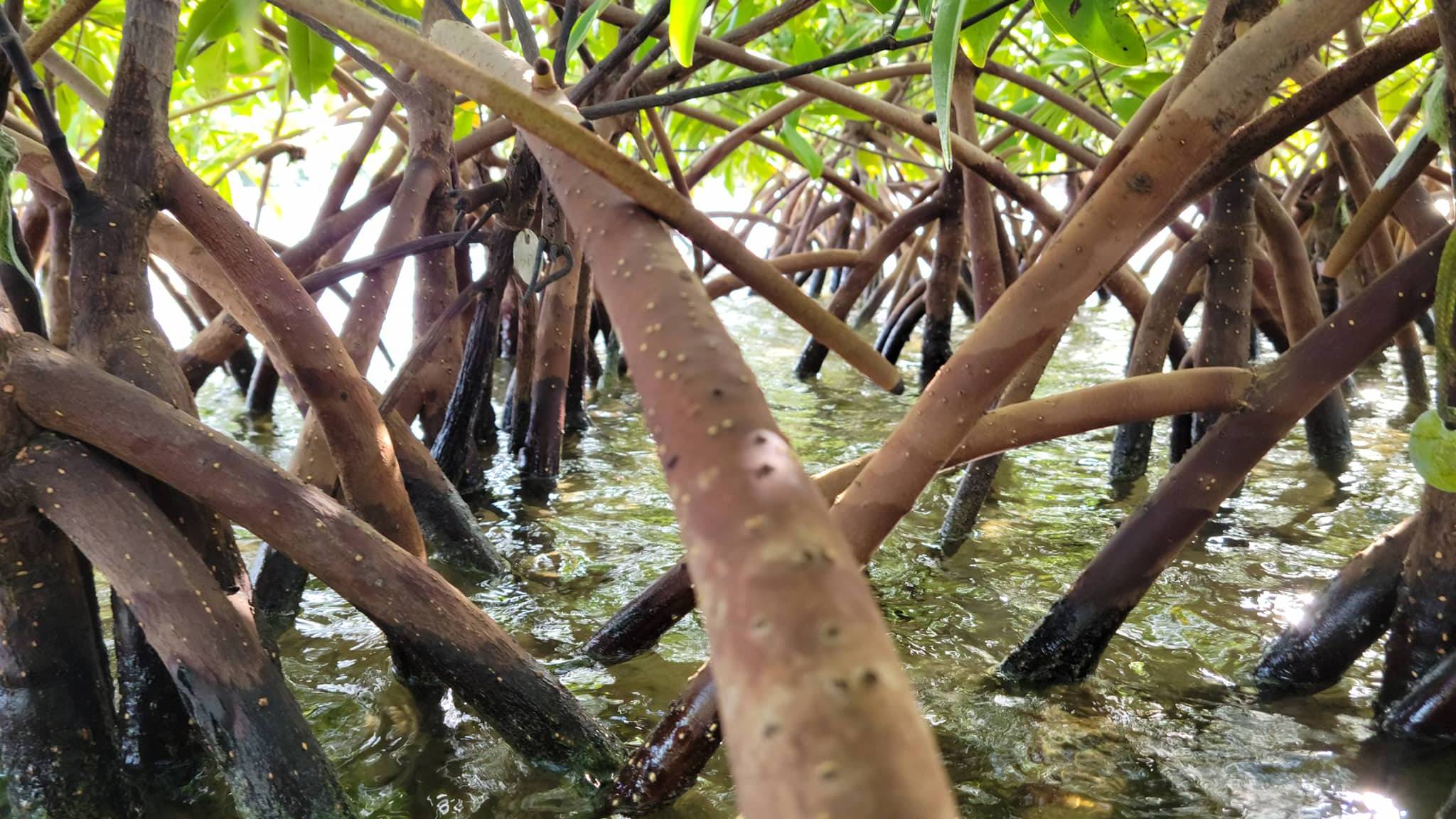 Red mangrove prop roots 