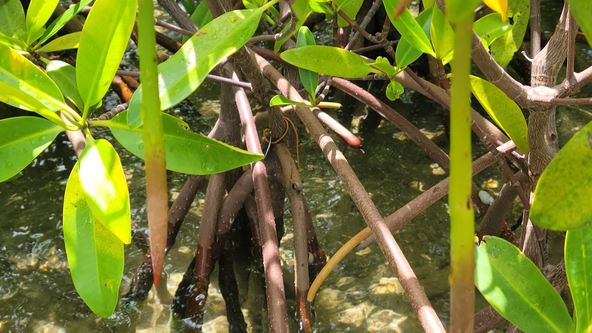 Red mangrove propagules