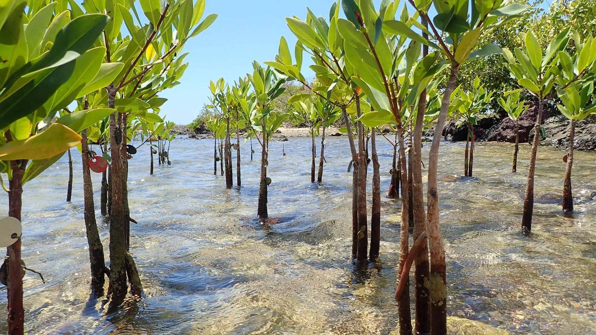 Early development stages of red mangroves at the site 