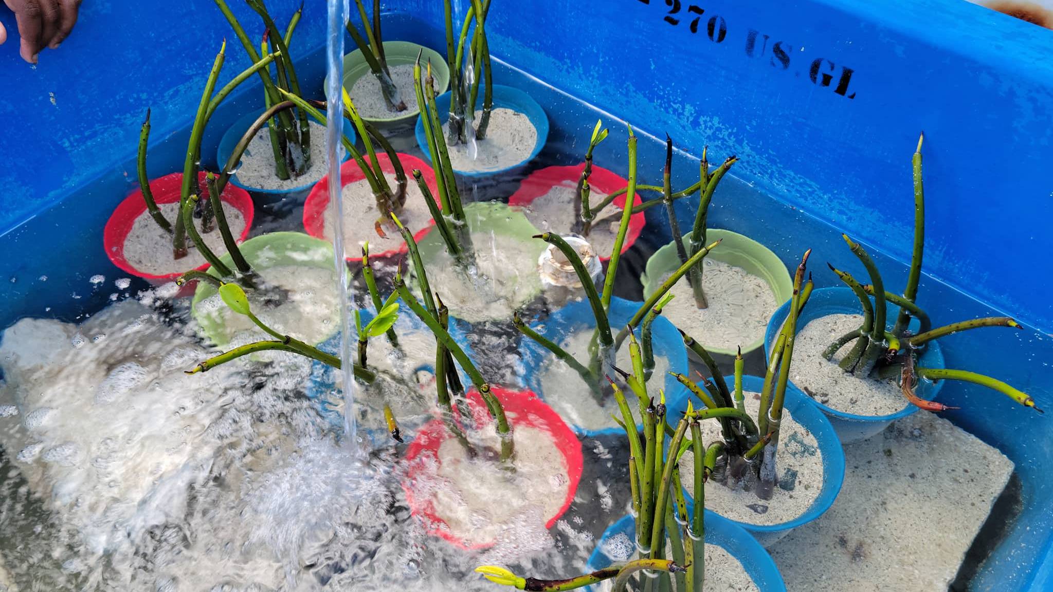 Collected red mangrove seedlings for rearing 