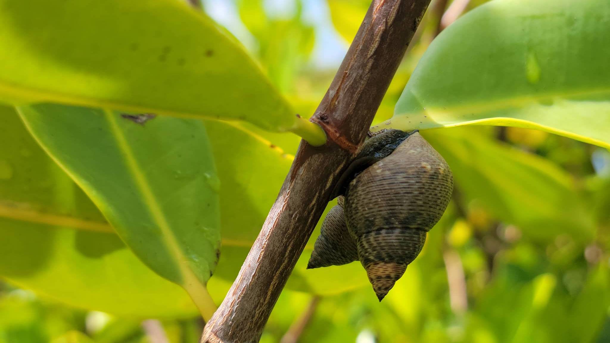 Snail resting on a red mangrove prop root 