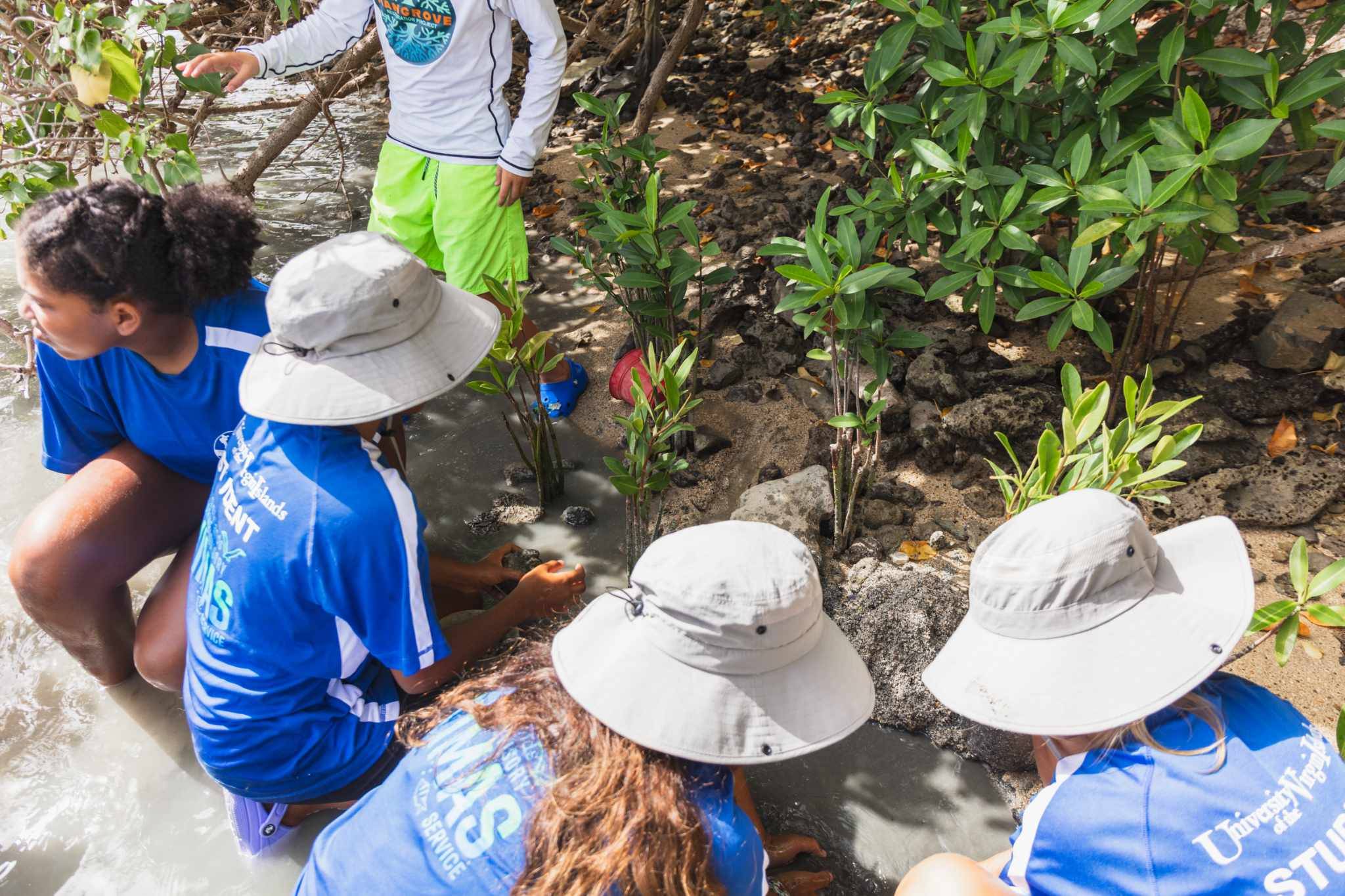 Students assessing the health of planted red mangroves.