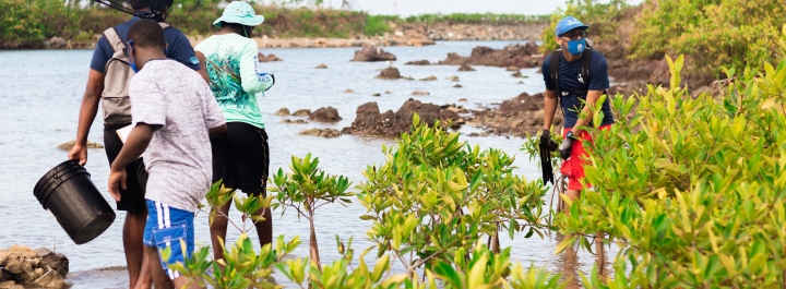 Volunteers assessing the health of mangroves. 