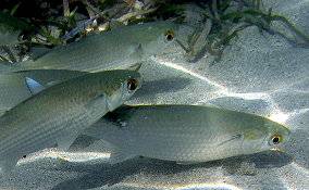 Mullet (fish)