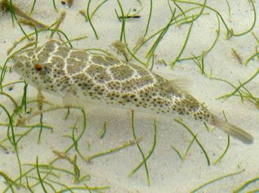 Checkered pufferfish 