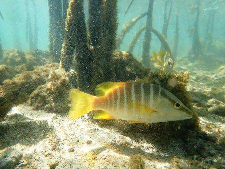 Schoolmaster snapper