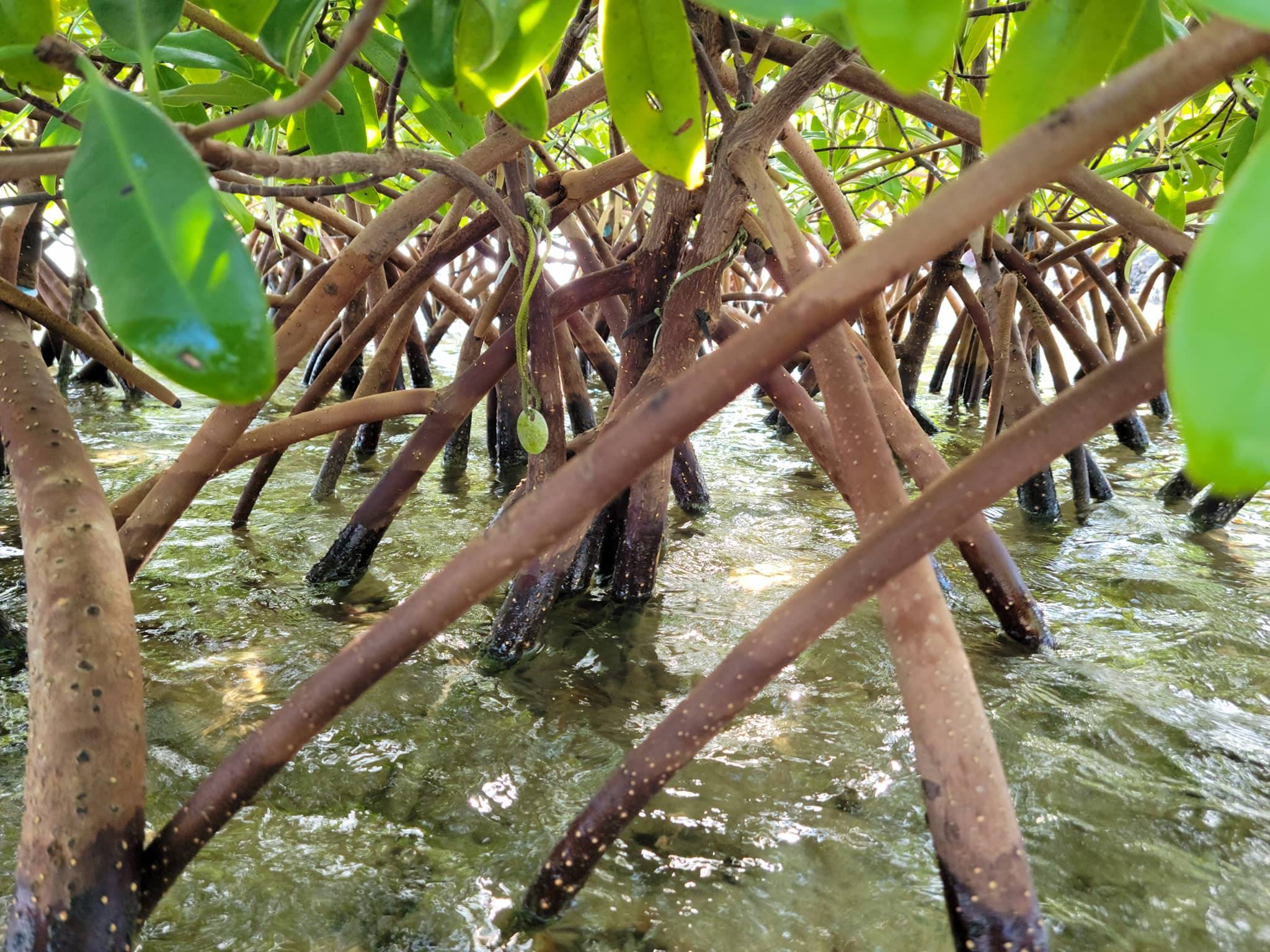 Mangroves