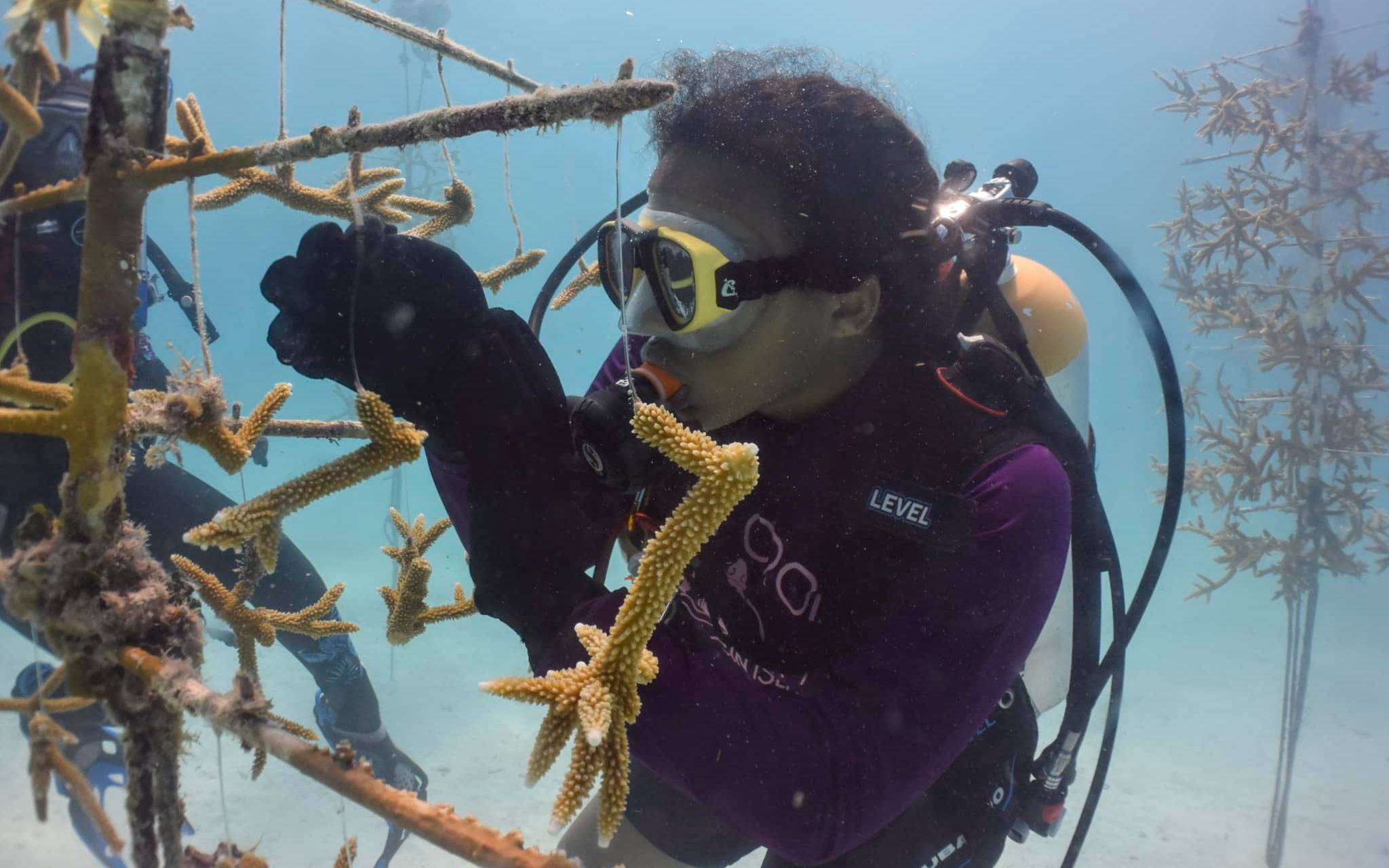 Student assessing the health of coral fragments
