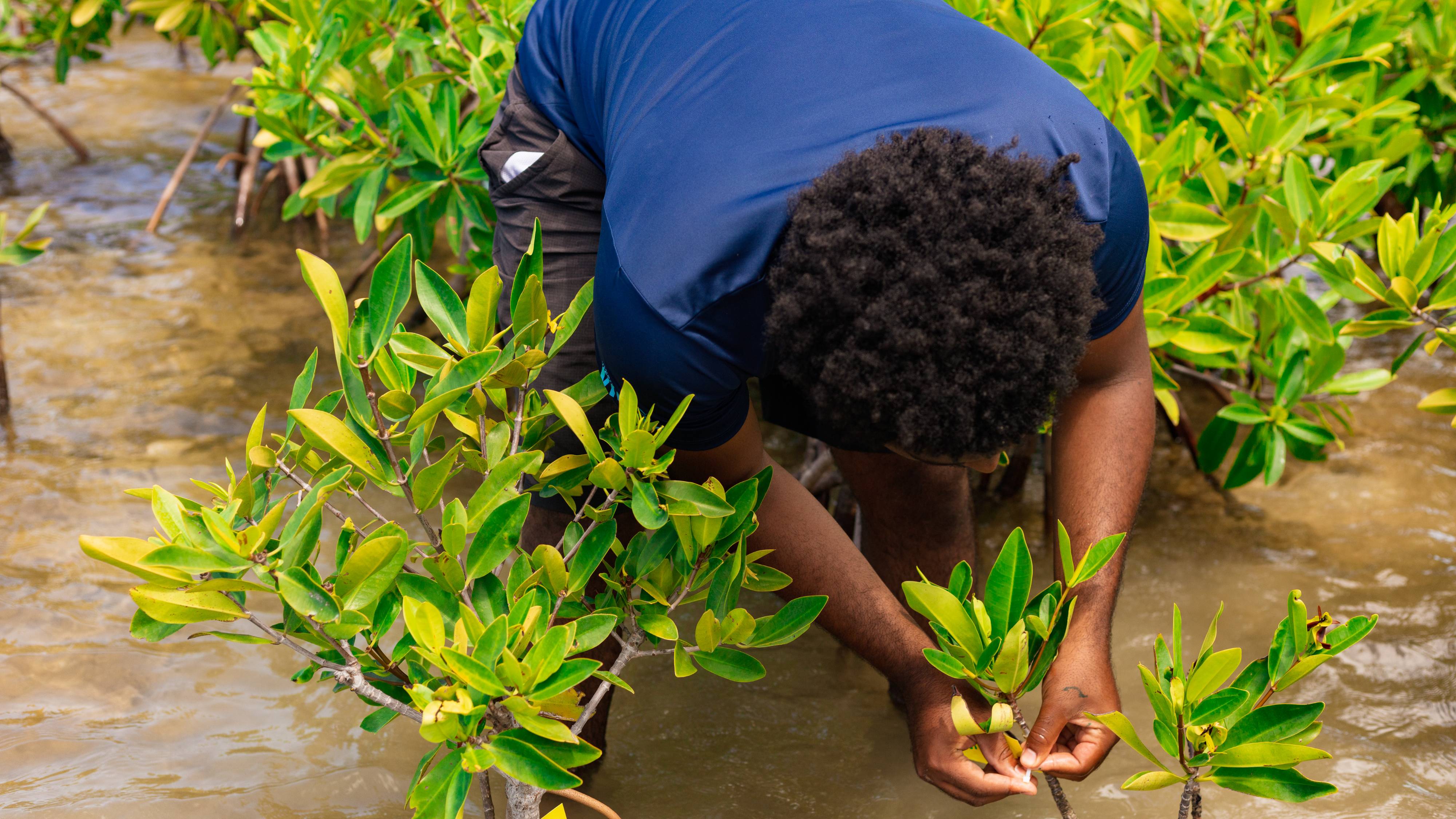 YOE mentor planting mangroves