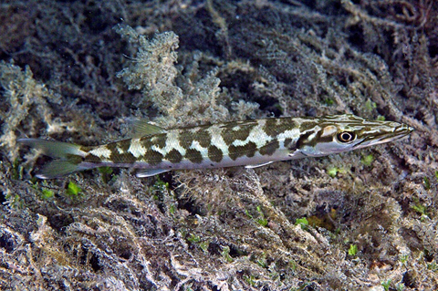 Juvenile barracuda 