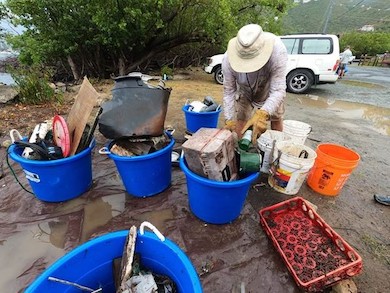 Volunteer with debris pulled out of the mangroves at St. John Great Mangrove Cleanup in Coral Bay.