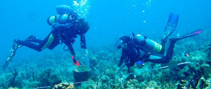 Caribbean Sea is the laboratory for marine science students.