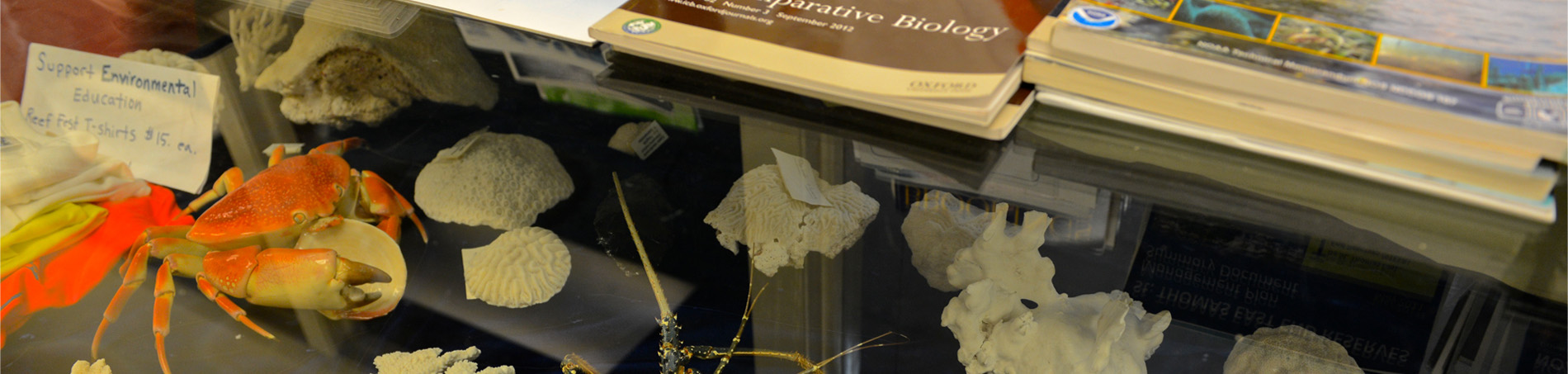 Biology textbook with shells and crabs on display