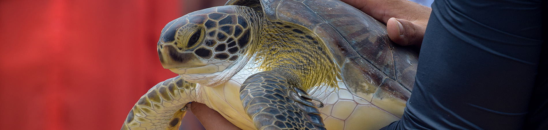 A student holding a sea turtle