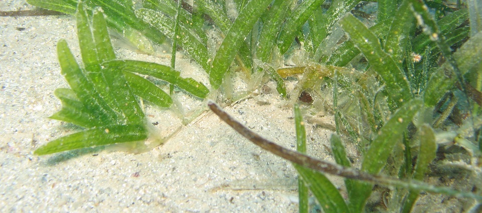 Sea Grass (Halophila stipulacea)