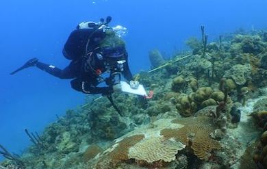 Dr. Marilyn Brandt surveys and records the effects of stony coral tissue loss disease on a large coral.