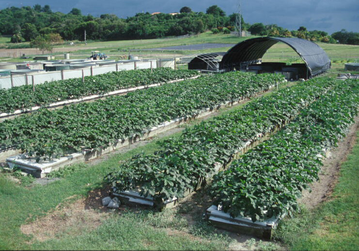 A full view of the UVI Commercial Aquaponic System