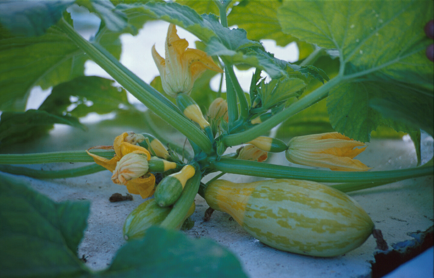 CAS summer squash production