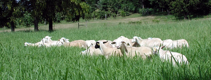 UVI's St. Croix Hair Sheep Flock