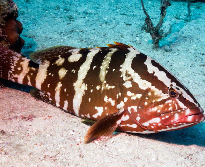 Grouper