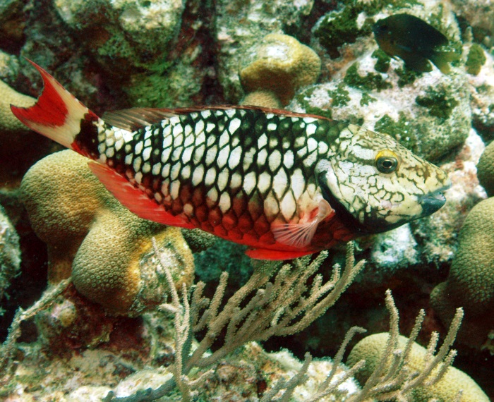 Reef Fish 