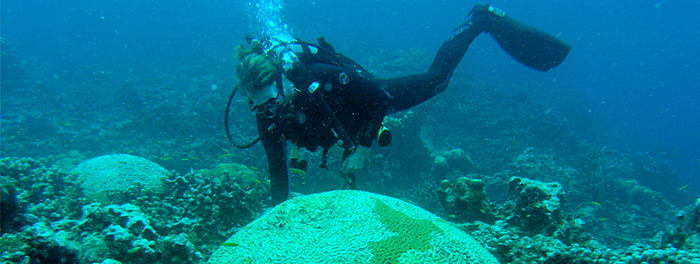 Dr. Brandt examines diseased coral