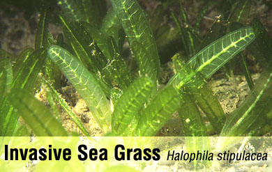 Halophila stipulacea is an invasive species of sea grass that is quickly spreading in the Virgin Islands