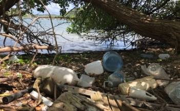 St. John's Mangrove 