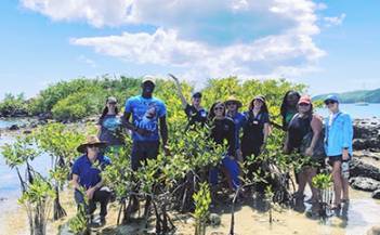 USVI and BVI Mangrove Restoration