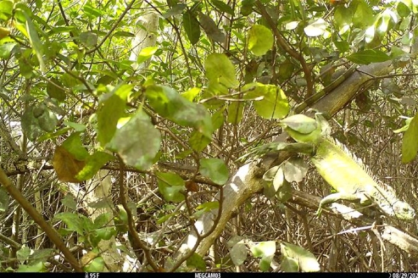 A green iguana camouflaged among thick tree branches and green leaves, captured by a research camera at Magens Bay.