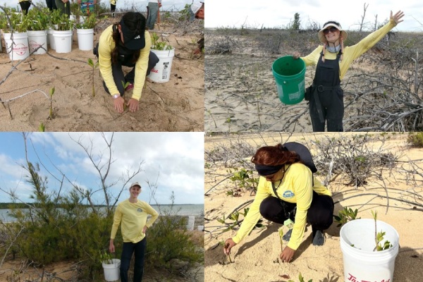 hands on experience with mangrove restoration